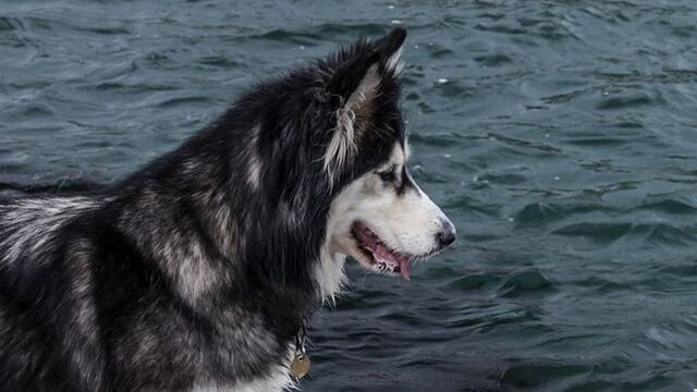 La singular reacción de un perro siberiano al ver el mar por primera vez
