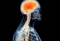 Comer para vivir: El nervio que mantiene tu cuerpo en equilibrio