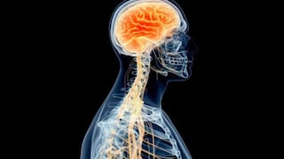 Comer para vivir: El nervio que mantiene tu cuerpo en equilibrio
