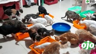 Delincuentes roban camioneta de albergue de animales rescatados en Villa María del Triunfo (VIDEO)