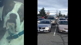 YouTube: perro se cansó de esperar a su dueño y ¡hace escándalo en estacionamiento! (VIDEO)