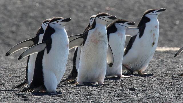 Pingüinos son clave para reciclar hierro, a través de su guano, en aguas superficiales de la Antártida