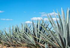 Comer para vivir: ¿Qué es el agave?