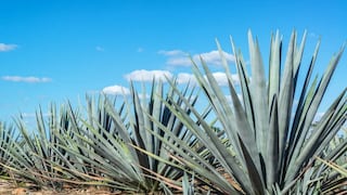 Comer para vivir: ¿Qué es el agave?