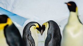 Miles de crías de pingüinos emperadores se ahogan en catástrofe en la Antártida