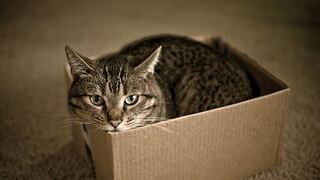 Gato se mete accidentalmente a una caja de encomiendas y viaja 1200 km (FOTOS)
