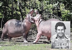 Gobierno ordena matar a hipopótamos del narco Pablo Escobar