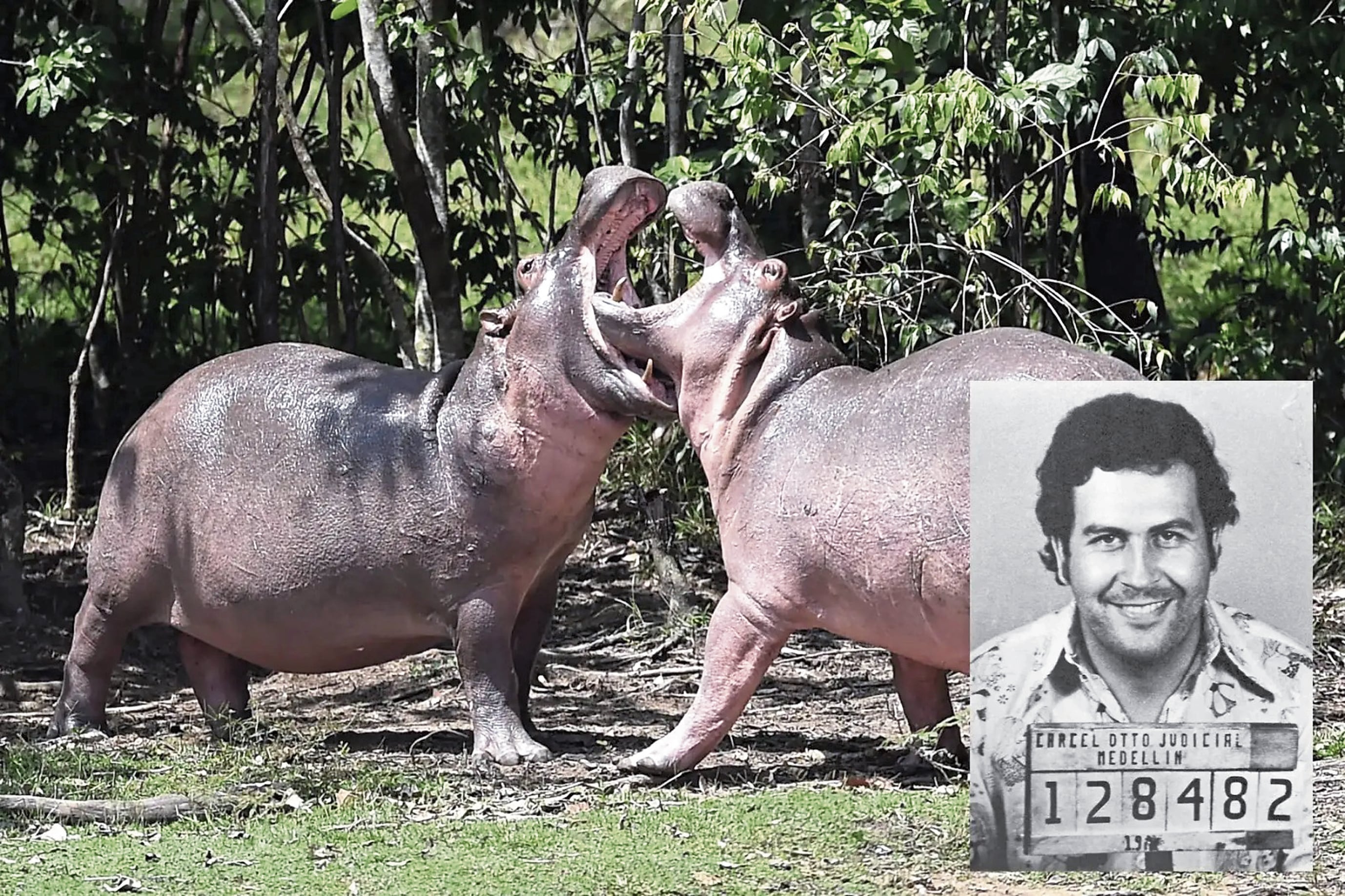 De cuatro hipopótamos llevados a Colombia por Pablo Escobar se ha generado un gran número de ellos.