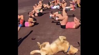 Mascotas: perrito hace ejercicios mejor que estas chicas (VIDEO)