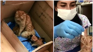 Una gata lleva a sus crías enfermas hasta una veterinaria y los médicos le brindan ayuda