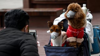 Mascotas de infectados por coronavirus también estarán en cuarentena en Hong Kong 
