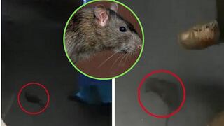 Encuentran ratas en el hospital Dos de Mayo (VÍDEO)