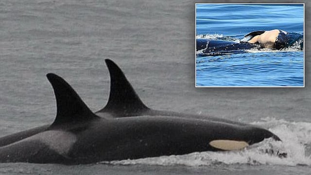 ​Orca mamá que cargó a su cría muerta durante 17 días por fin deja duelo