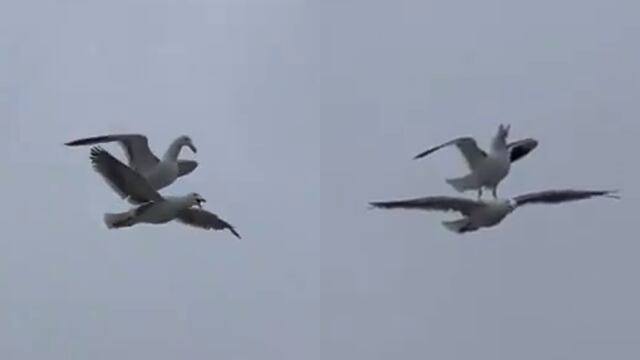 Gaviota perezosa usa el lomo de su “amiga” para volar de un lugar a otro