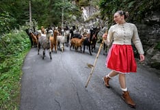 Mudan a alpacas desde las alturas de las montañas de los Alpes en Suiza