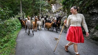 Mudan a alpacas desde las alturas de las montañas de los Alpes en Suiza