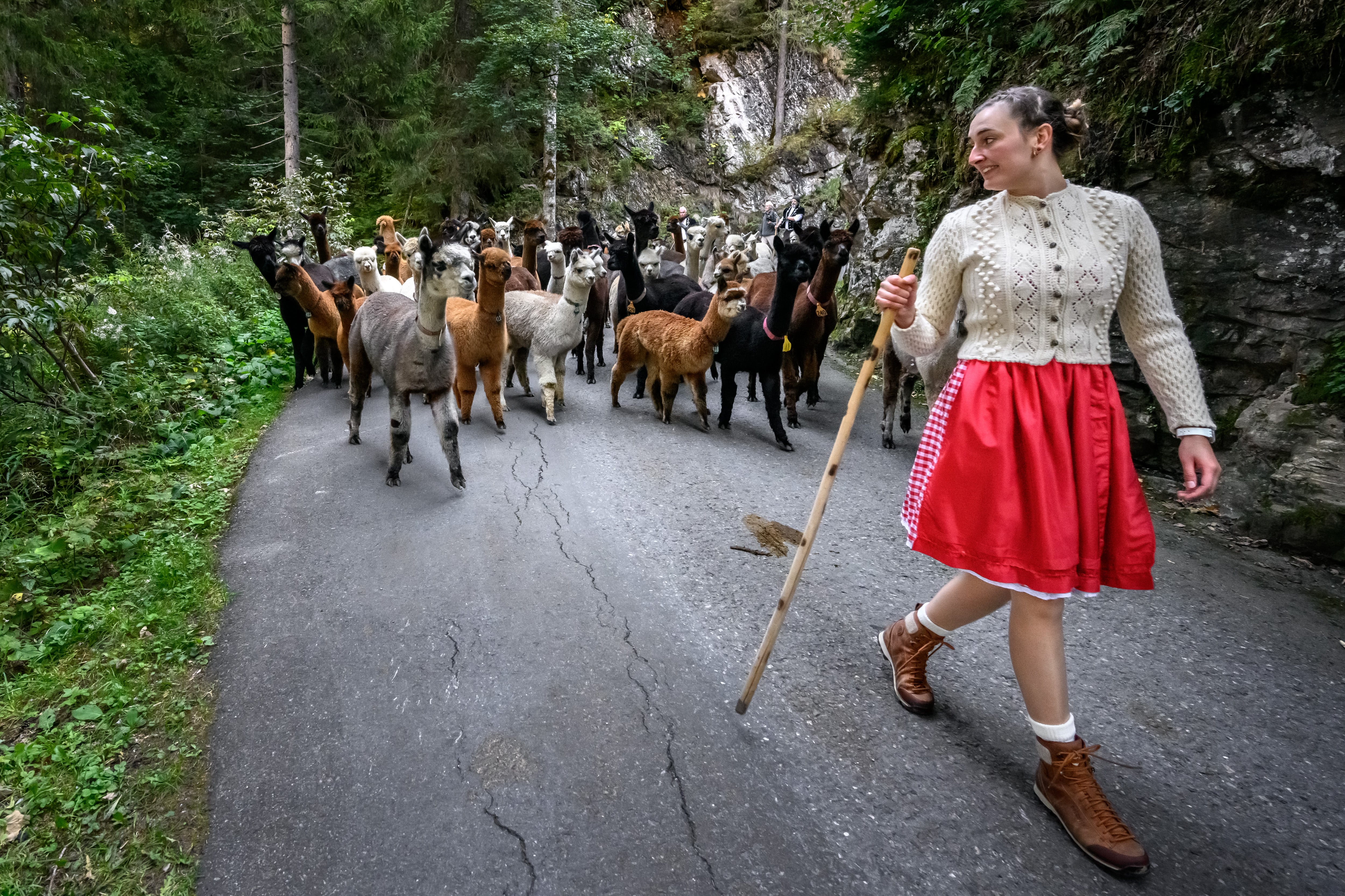 Las alpacas son camélidos americanos dóciles muy bien adaptados a los Alpes en Suiza. (Photo by Fabrice COFFRINI / AFP)