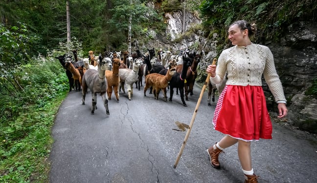 Las alpacas son camélidos americanos dóciles muy bien adaptados a los Alpes en Suiza. (Photo by Fabrice COFFRINI / AFP)