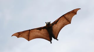 Calentamiento global afecta la conducta de los murciélagos y hasta los vuelve flacos