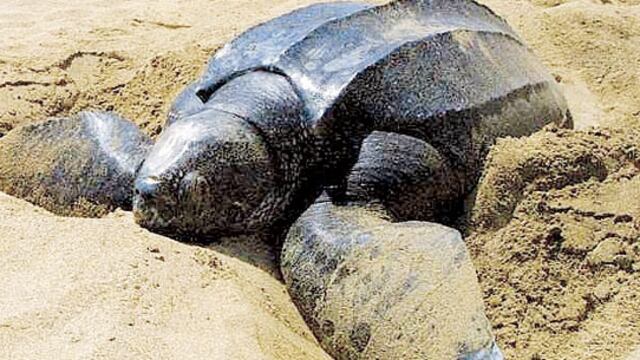 Comienza llegada de tortugas marinas a las playas de Puerto Rico 