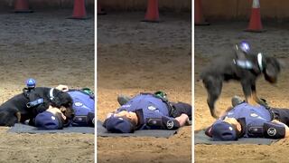 Perrito policía sorprende al mundo tras aprender maniobras para tratar paros cardíacos (VIDEO)