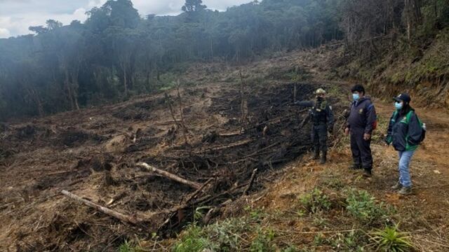 Detienen a dos personas por dedicarse presuntamente a la tala ilegal en Huánuco