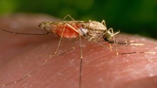 OPS lanza alerta ante la malaria: ¿Cuántos casos se han reportado en el Perú?