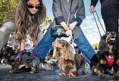 Perros salchicha desfilan los Campos Elíseos, en el centro de París, para recaudar fondos