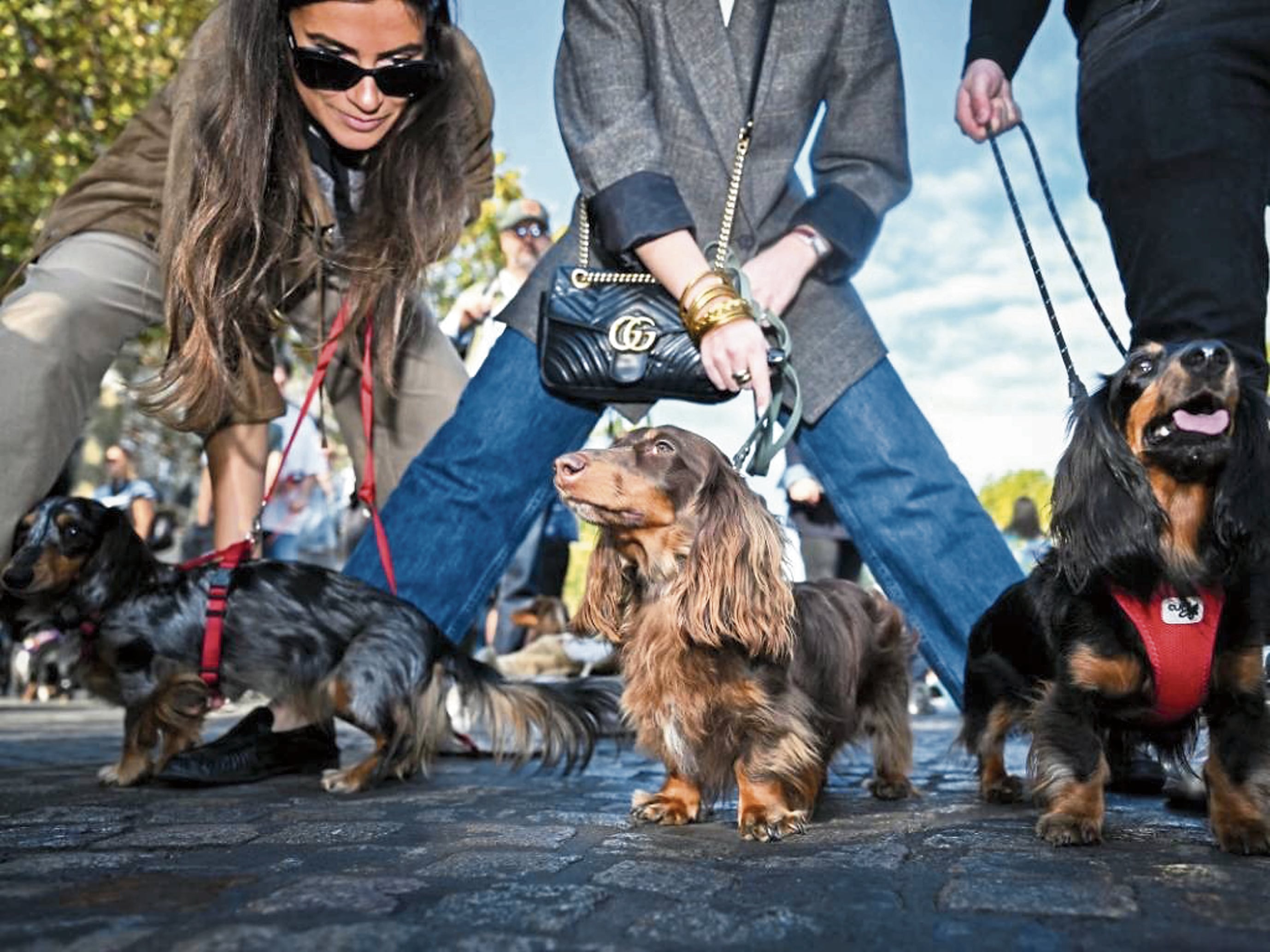 Los salchicha son perros muy fieles y apegados a sus padres humanos. Acá, en París, Francia.