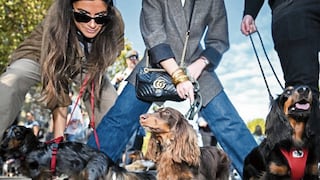 Perros salchicha desfilan los Campos Elíseos, en el centro de París, para recaudar fondos