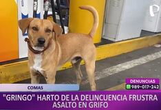 Perro mansito es héroe al ponerse bravazo y hacer correr a rateros en grifo