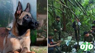 Continúa perdido el perro que encontró a los cuatro niños desaparecidos en Colombia