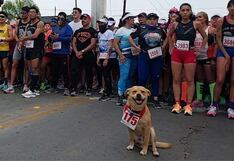 Perrito maratonista sobre grave lesión y se retira de las competencias