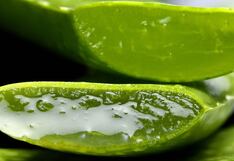 Comer para vivir: Propiedades y beneficios de la sábila