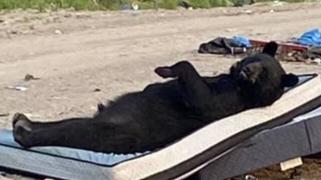 Un inmenso oso es captado durmiendo en un colchón abandonado en una reserva natural