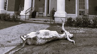 Cuatro universitarios son detenidos por colocar el cadáver de un toro en la entrada de una universidad “rival”
