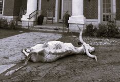 Cuatro universitarios son detenidos por colocar el cadáver de un toro en la entrada de una universidad “rival”