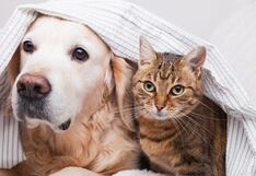 ¿Cómo mantener una buena relación entre gatos y perros?