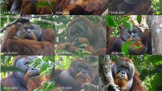 Así se curó solito un orangután: usó las hojas de una planta trepadora