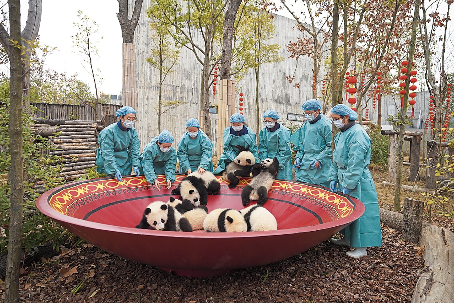 Los osos panda gigantes son muy traviesos y desobedientes.