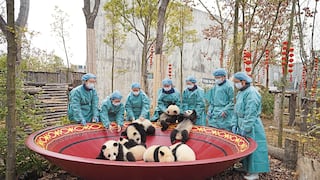 Cachorros de osos panda gigantes tienen locos a sus cuidadores