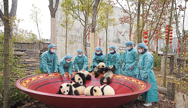 Los osos panda gigantes son muy traviesos y desobedientes.