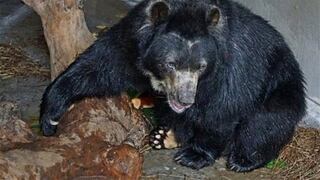 Otorgan habeas corpus a oso cautivo que será devuelto a su hábitat (VIDEO)