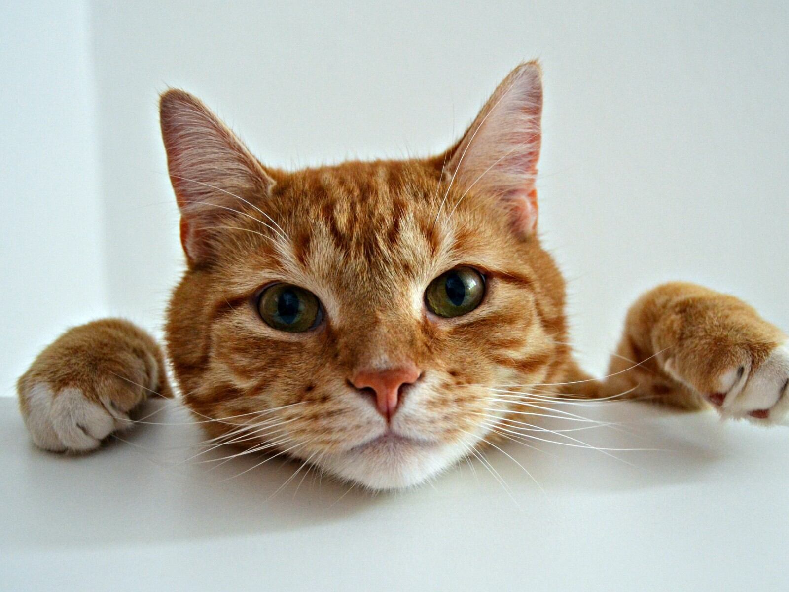 Proporcionar una alimentación adecuada a tu mascota se traducirá en una buena digestión, así como en una óptima condición física y calidad de vida.