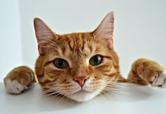 Gatos: ¿Cómo mejorar la digestión y mantenerlo saludable?