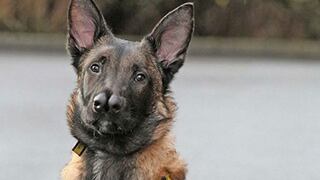 Snuffles: El perro con dos narices por fin consiguió dueño
