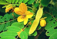 Comer para vivir: El Sen y sus efectos adversos