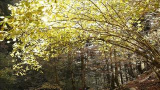La densidad de la madera y de las hojas explican cómo crecen los árboles 