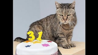 Mascotas: Conoce al gato que tiene 31 años y es el más longevo del mundo [FOTOS]