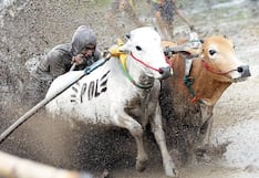 Jinetes corren con dos toros en campos de arroz anegados convertidos en lodazales